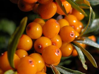 sea buckthorn
